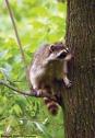 Raccoon in tree c